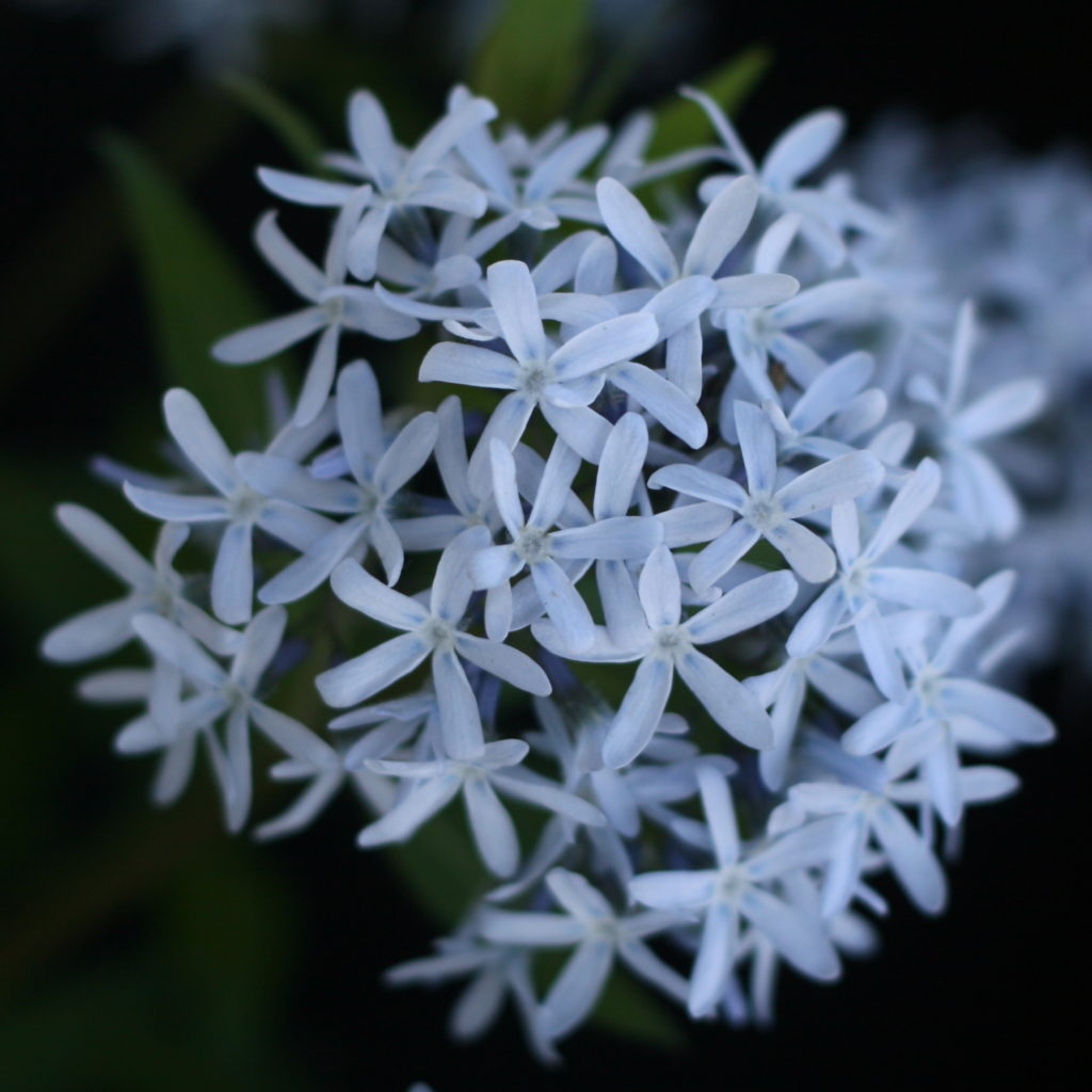 Eastern Bluestar (Amsonia tabernaemontana)