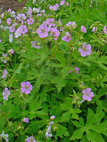 Wild Geranium (Geranium maculatum) Photo by H. Zell via Wikimedia Commons
