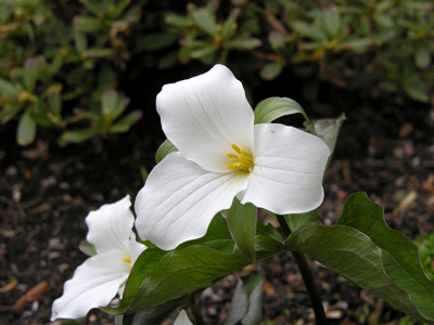 Trillium Wild Flower (Trillium grandiflorum)