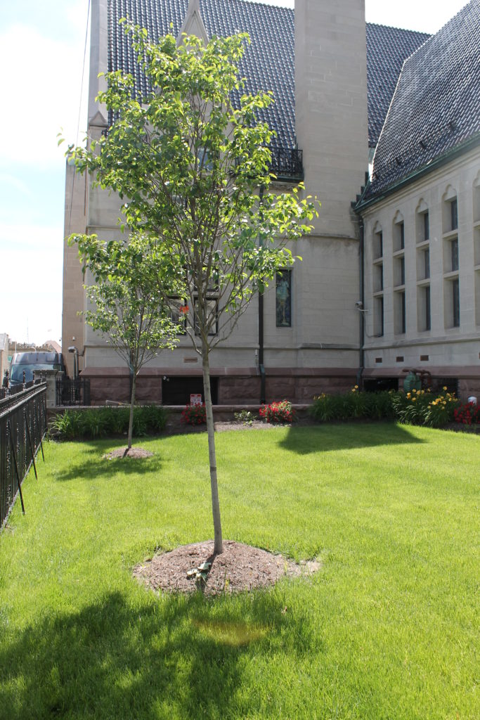 Two trees were planted on the side of the library facing the Children's Library.